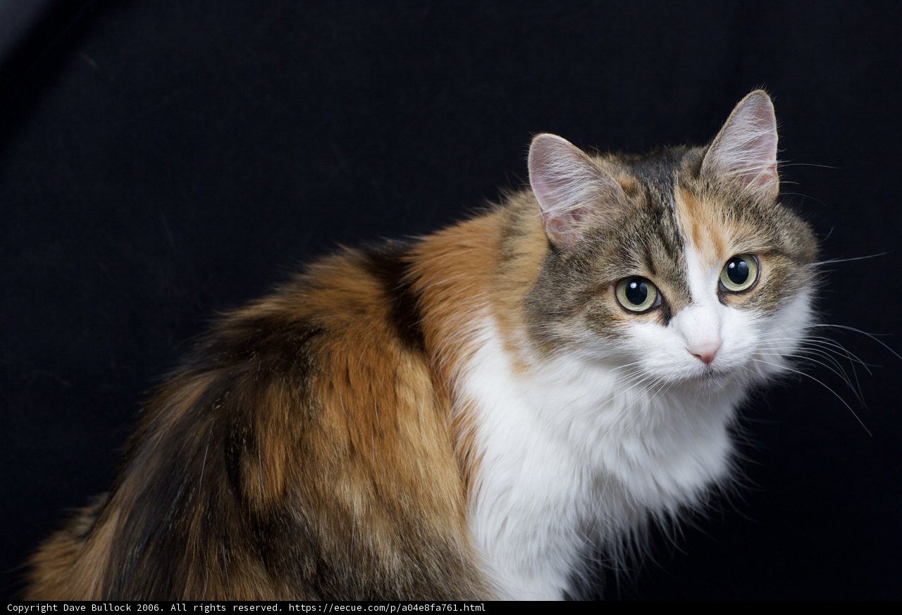 The Calico Queen