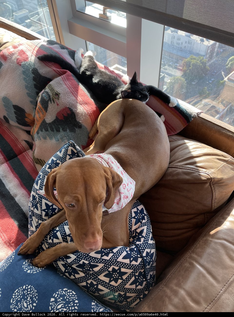 Furry Friends