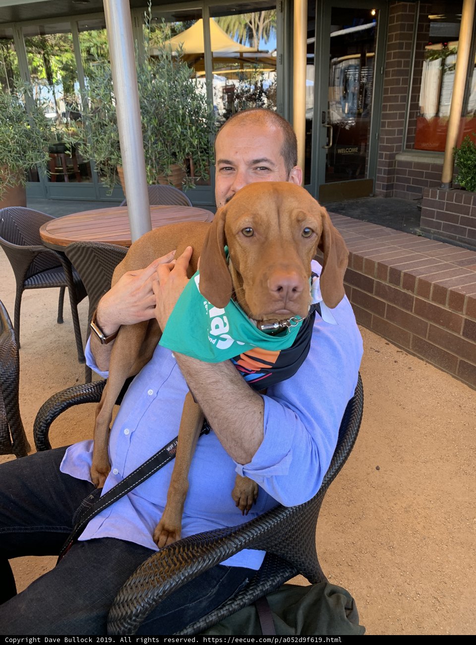 Man and Vizsla Enjoy San Francisco Sunshine