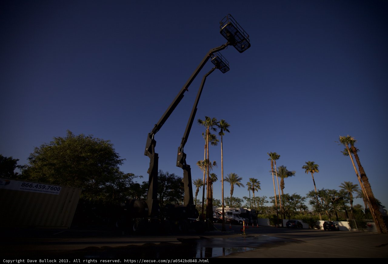 Crane and Palms