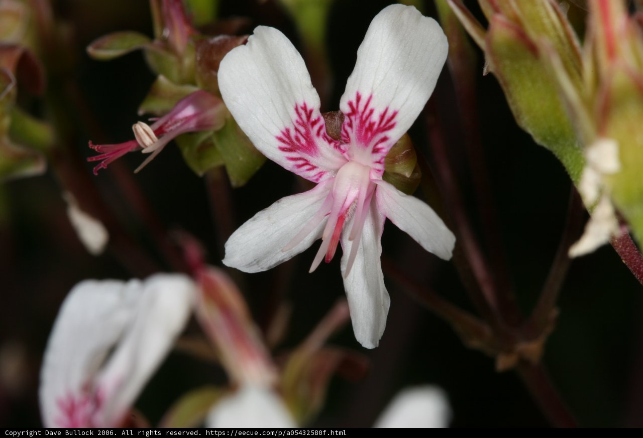 Delicate Beauty