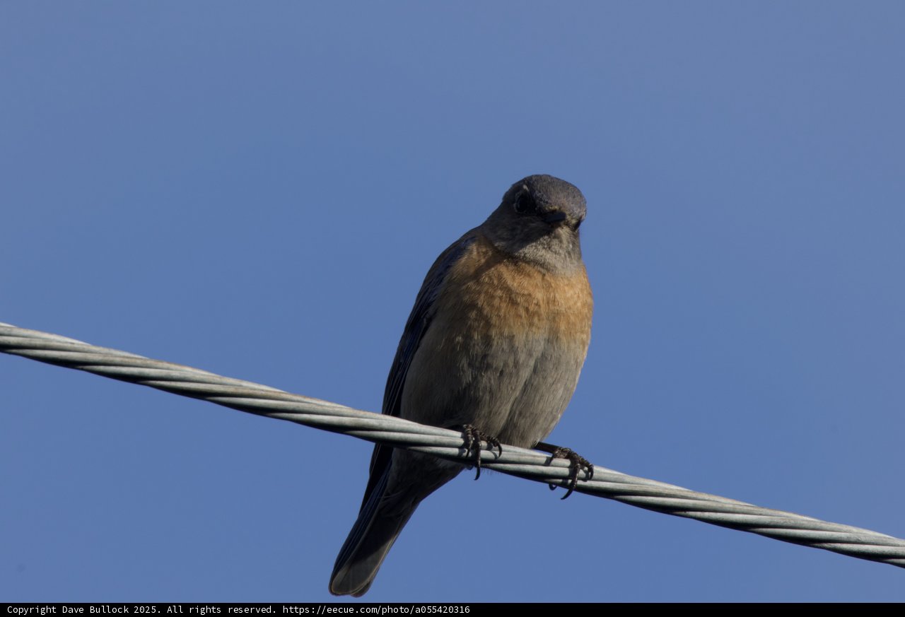 Perched in Serenity