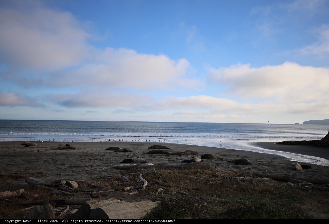Elephant Seals Resting on Drakes Beach at Dusk