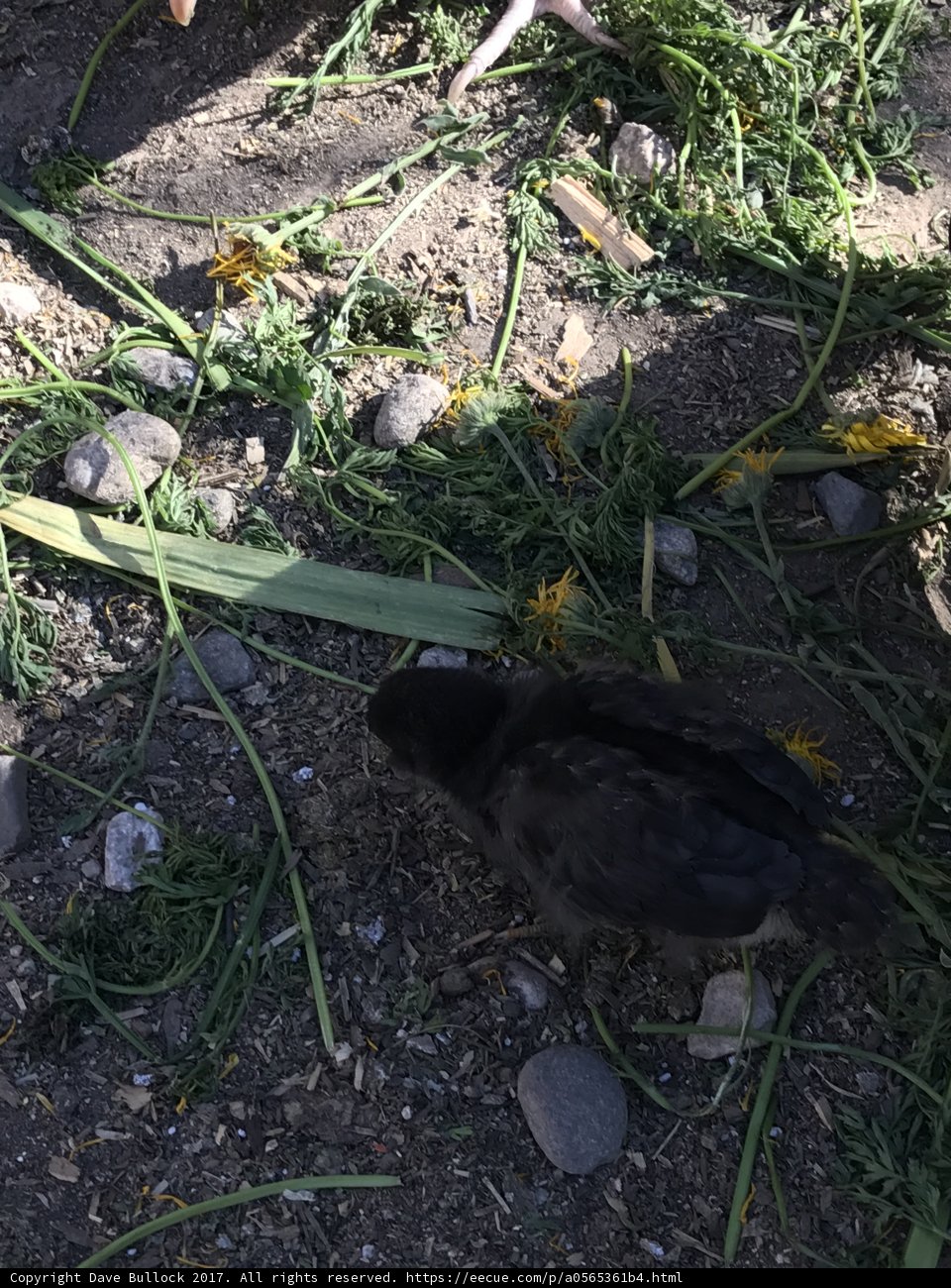 Bird's Appetite