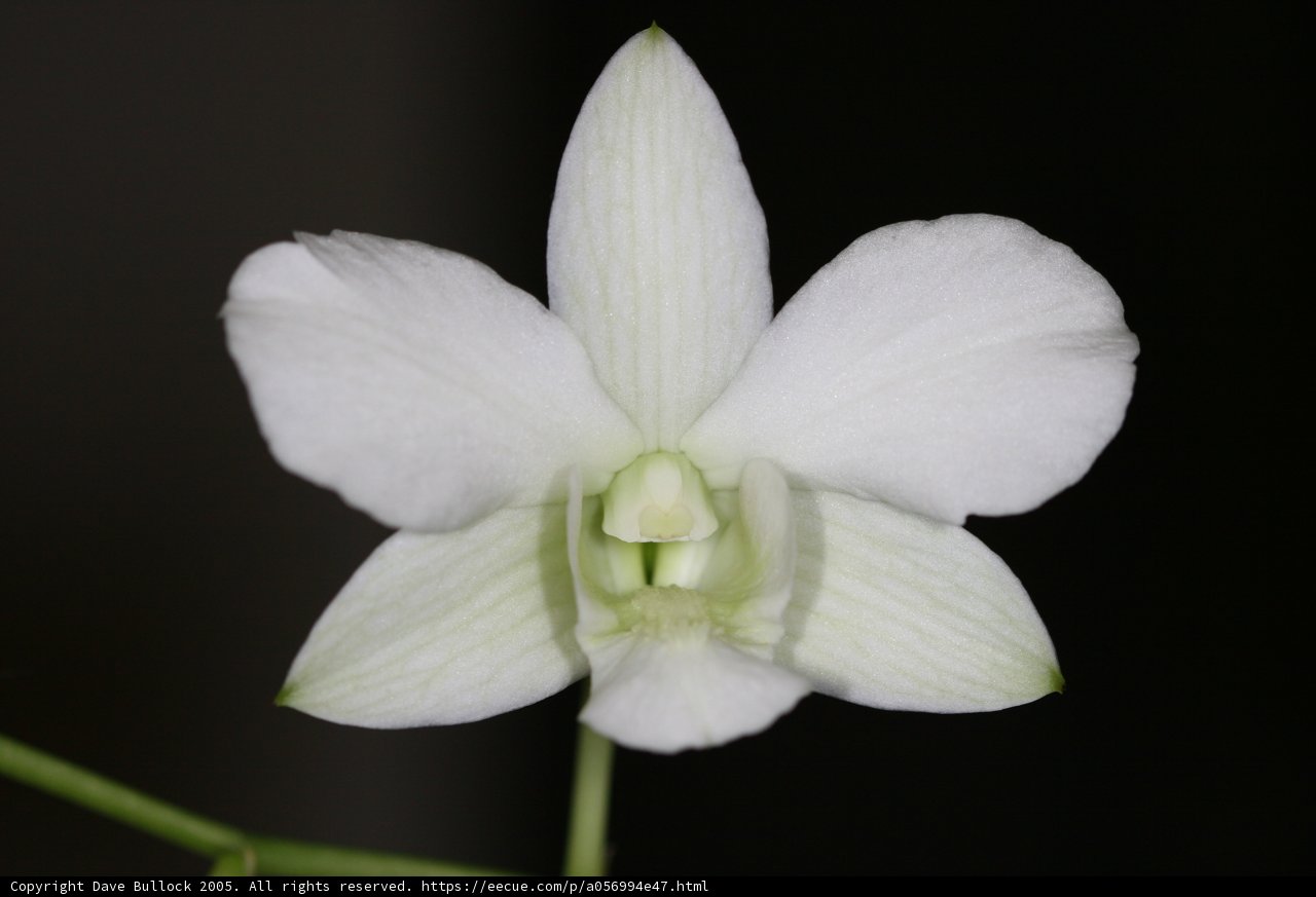 White Orchid on Black
