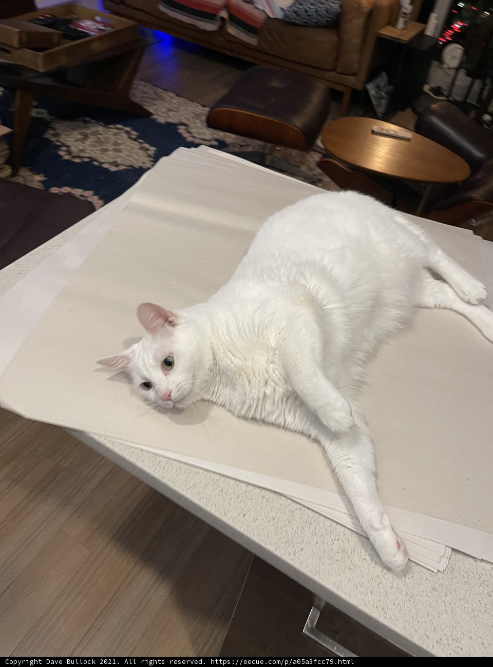 Cozy Cat Nap on a Wooden Coffee Table