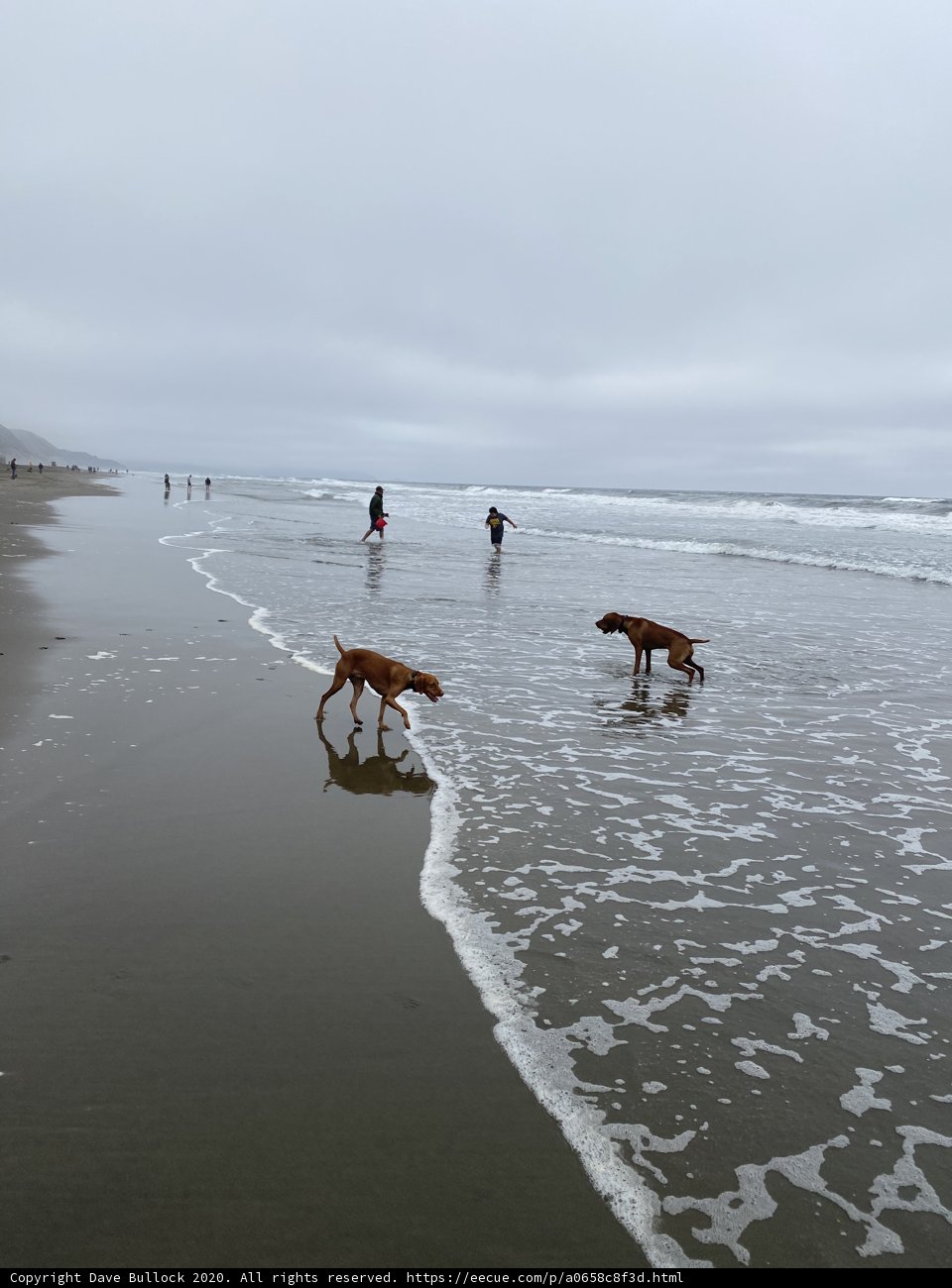 Beach Day with Man's Best Friend