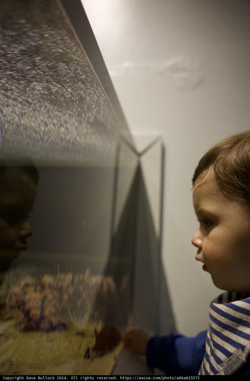 The Wonder of the Deep: An Aquatic Adventure