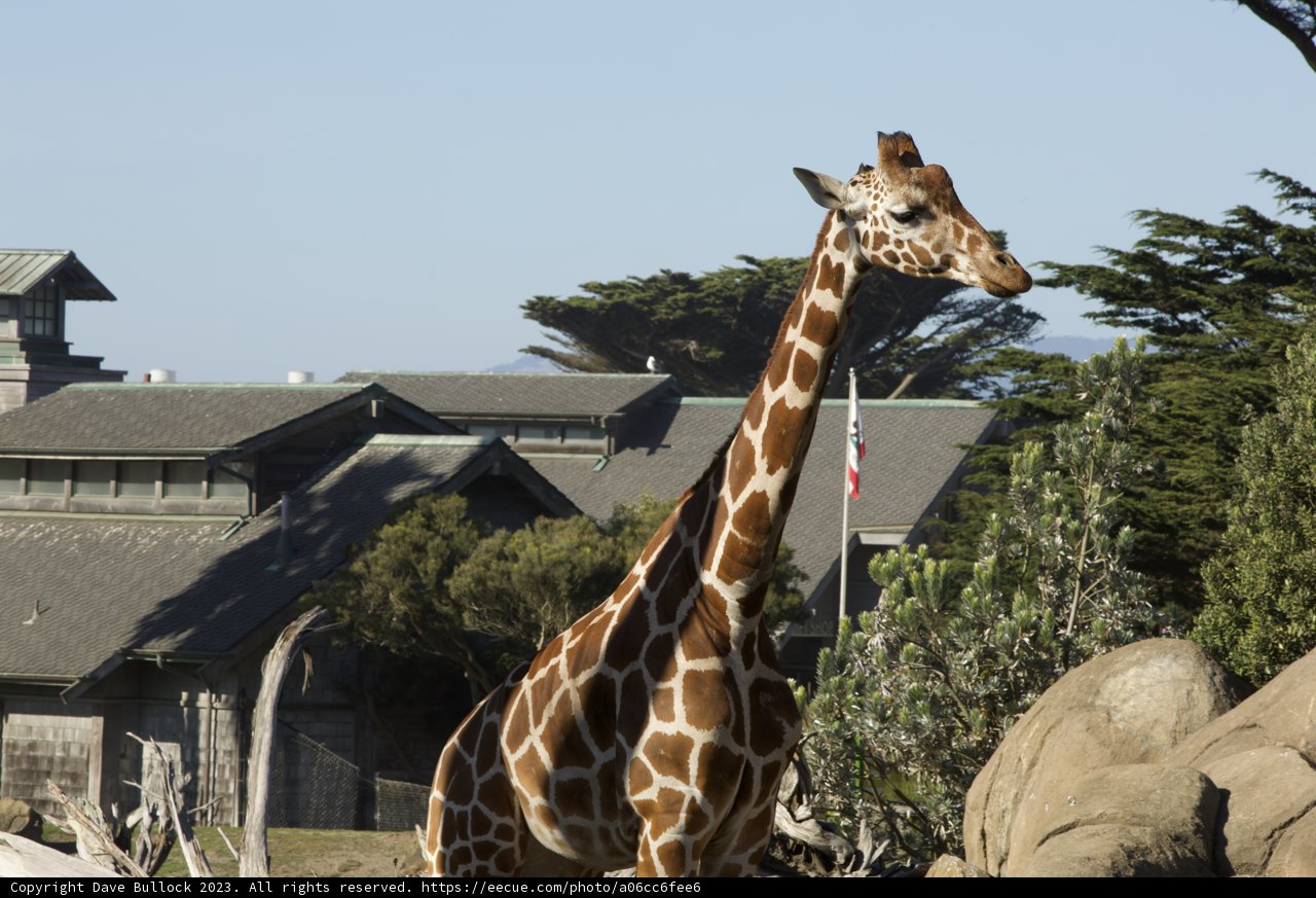Urban Serengeti: A Day at the SF Zoo