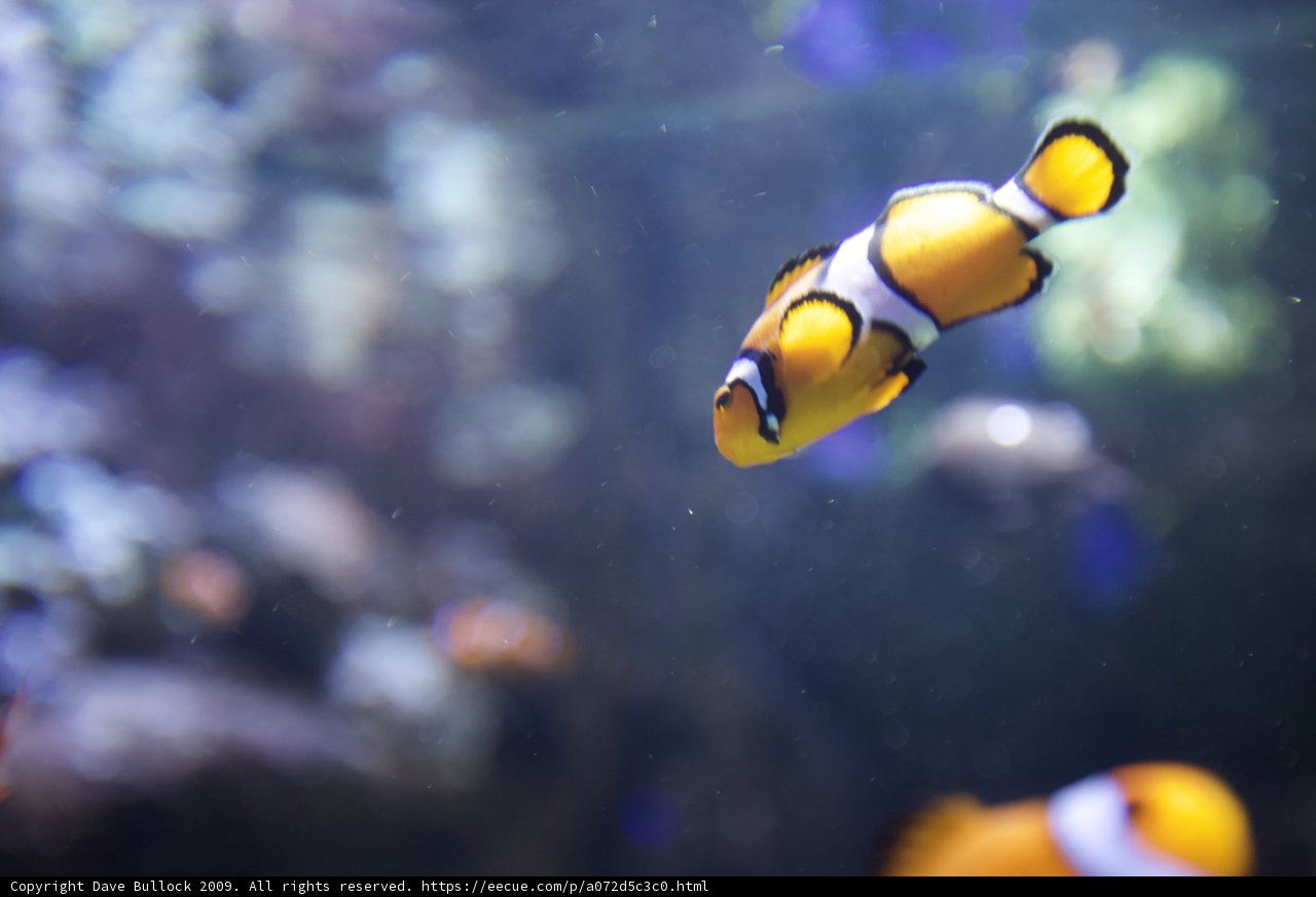 Underwater Delight