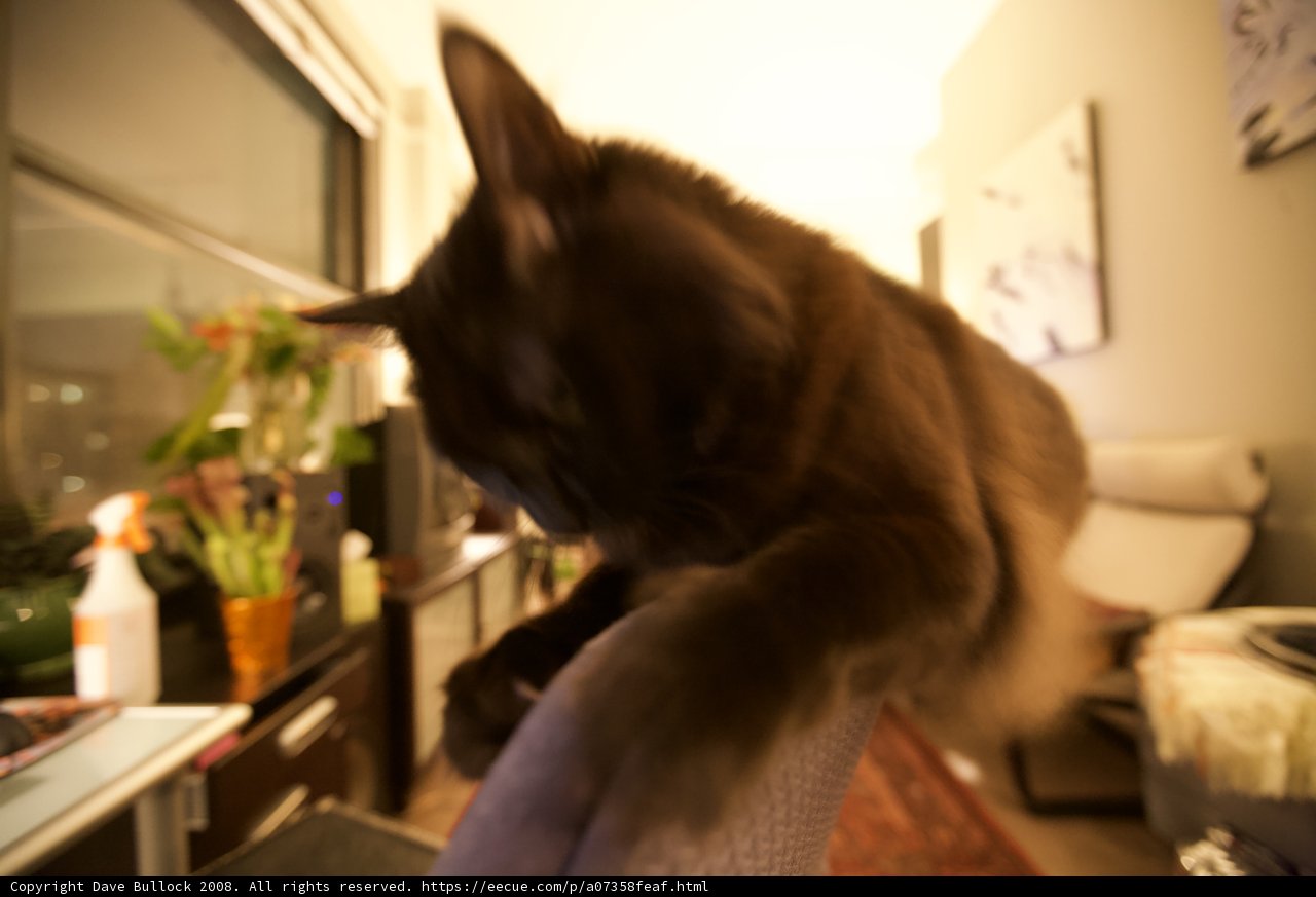 Feline Perch in Living Room