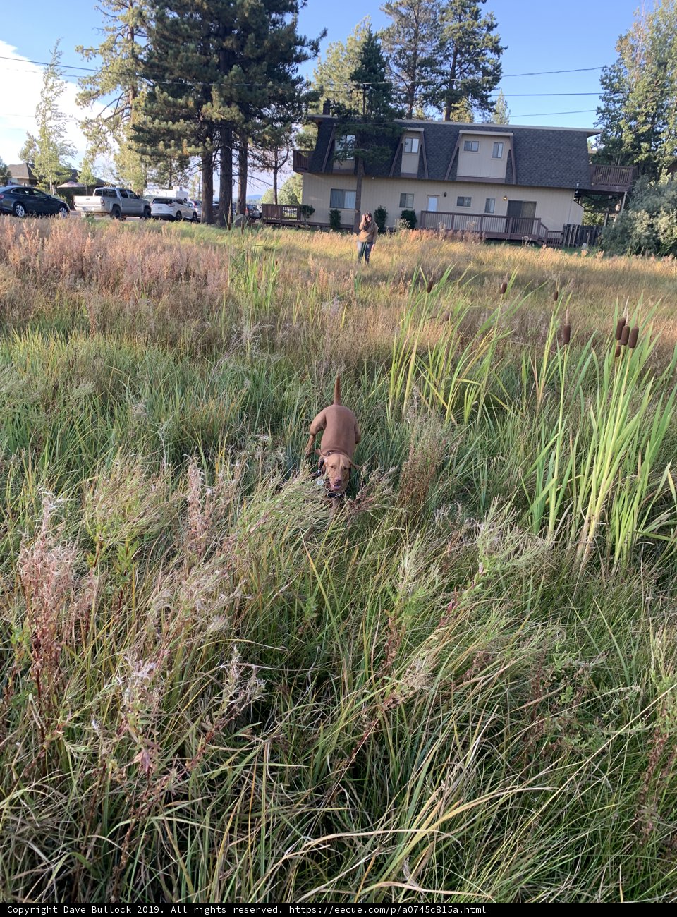 Canine Adventure in the Wilderness