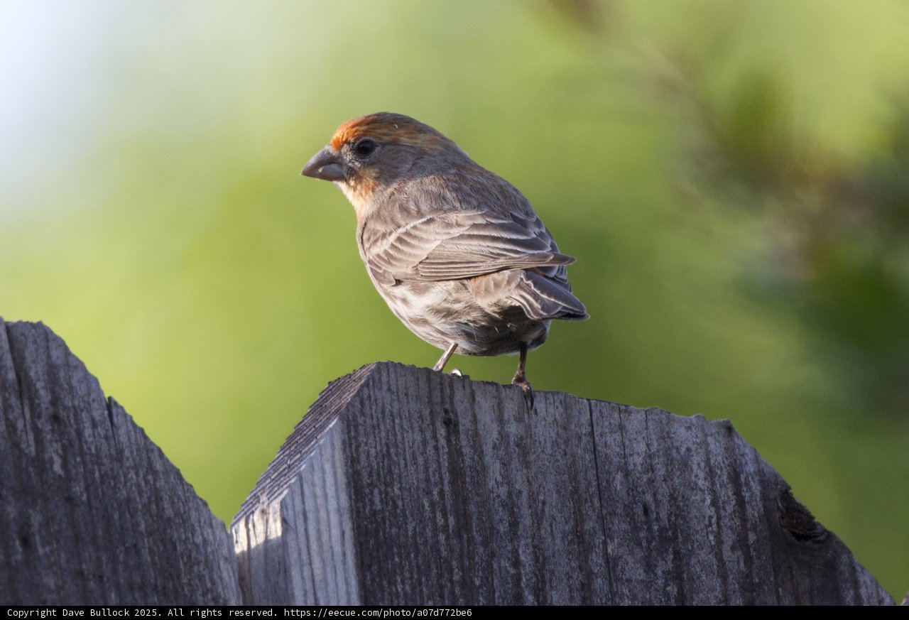 Perched Beauty