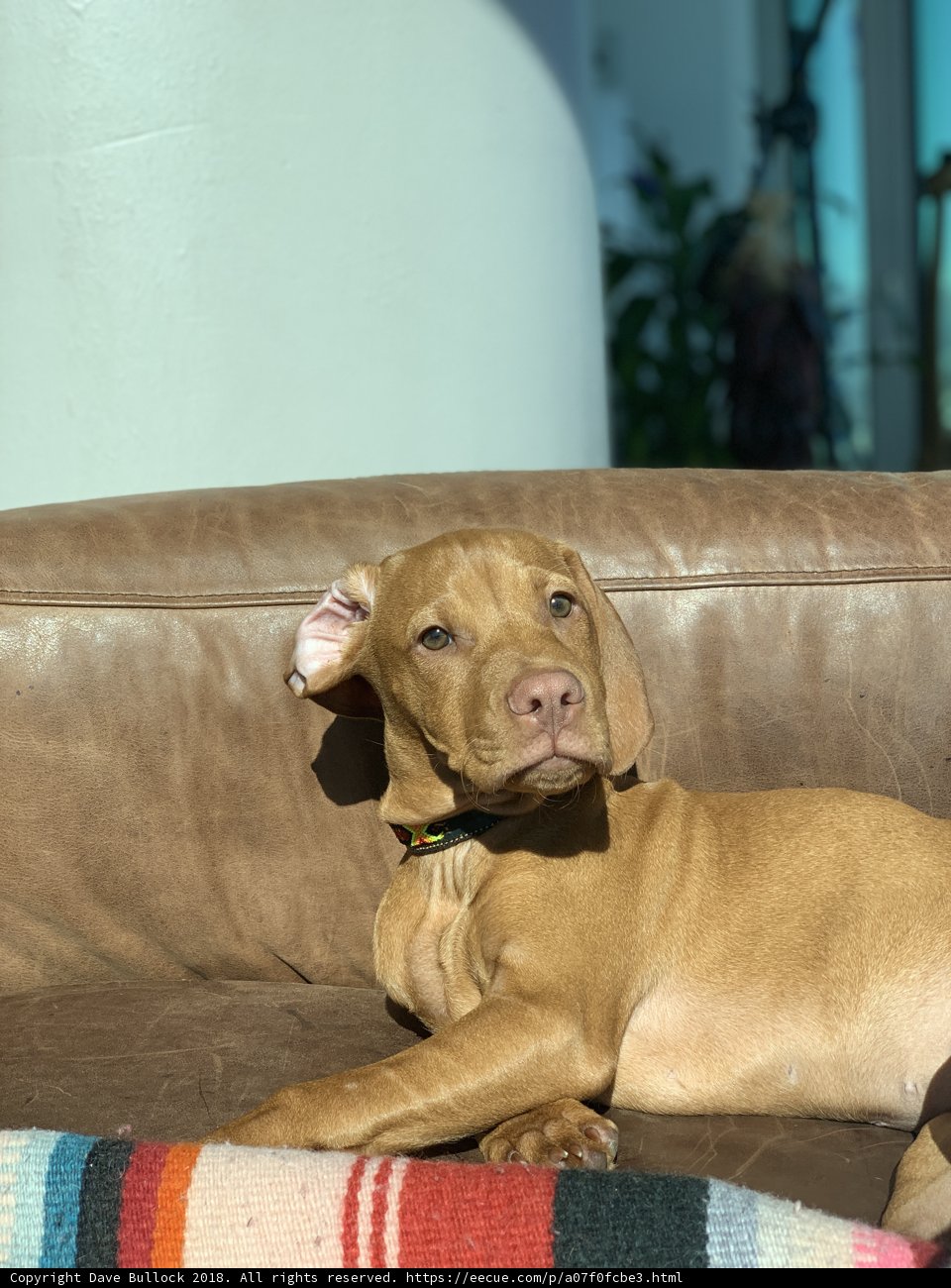 Lazy Days with the Couch Dog