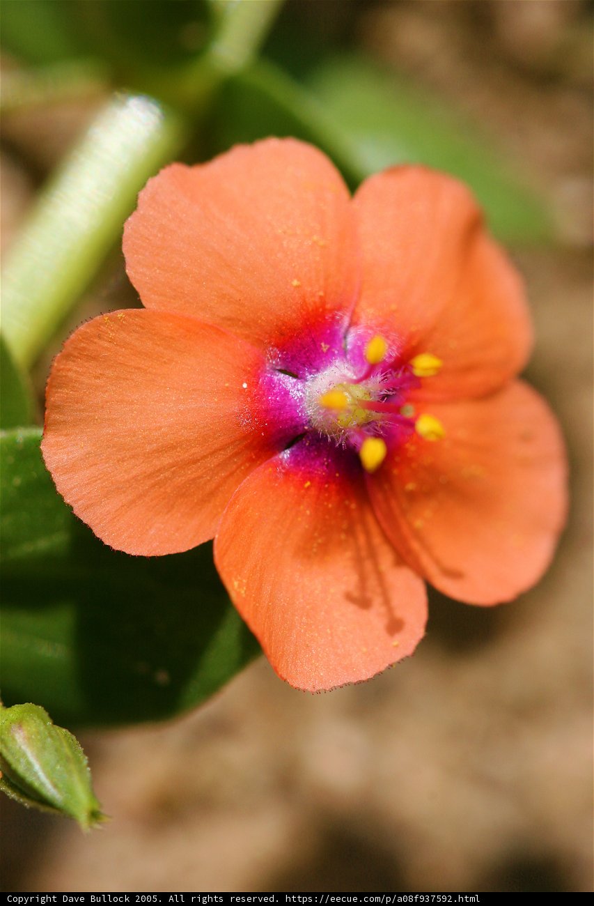 Orange Beauty