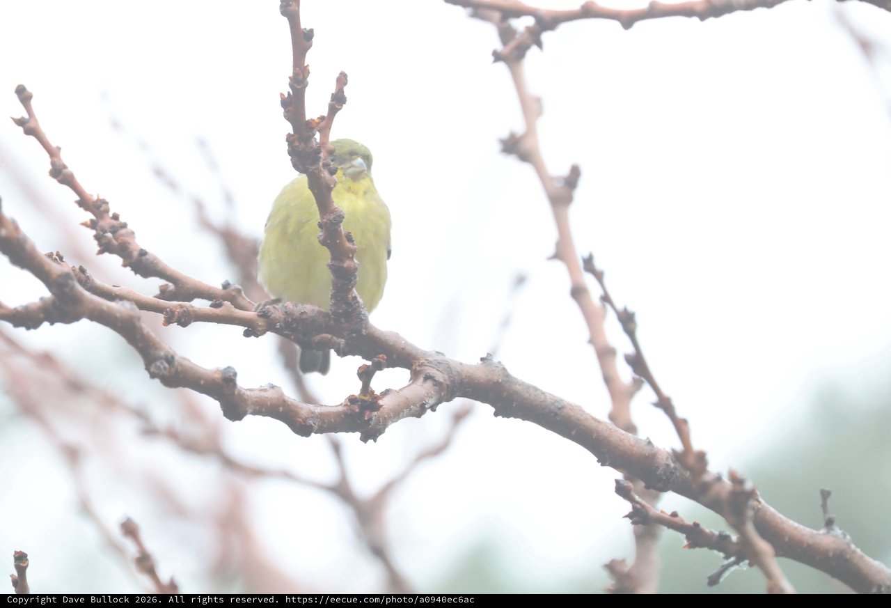 Yellow-Green Finch Perched on Winter Branch