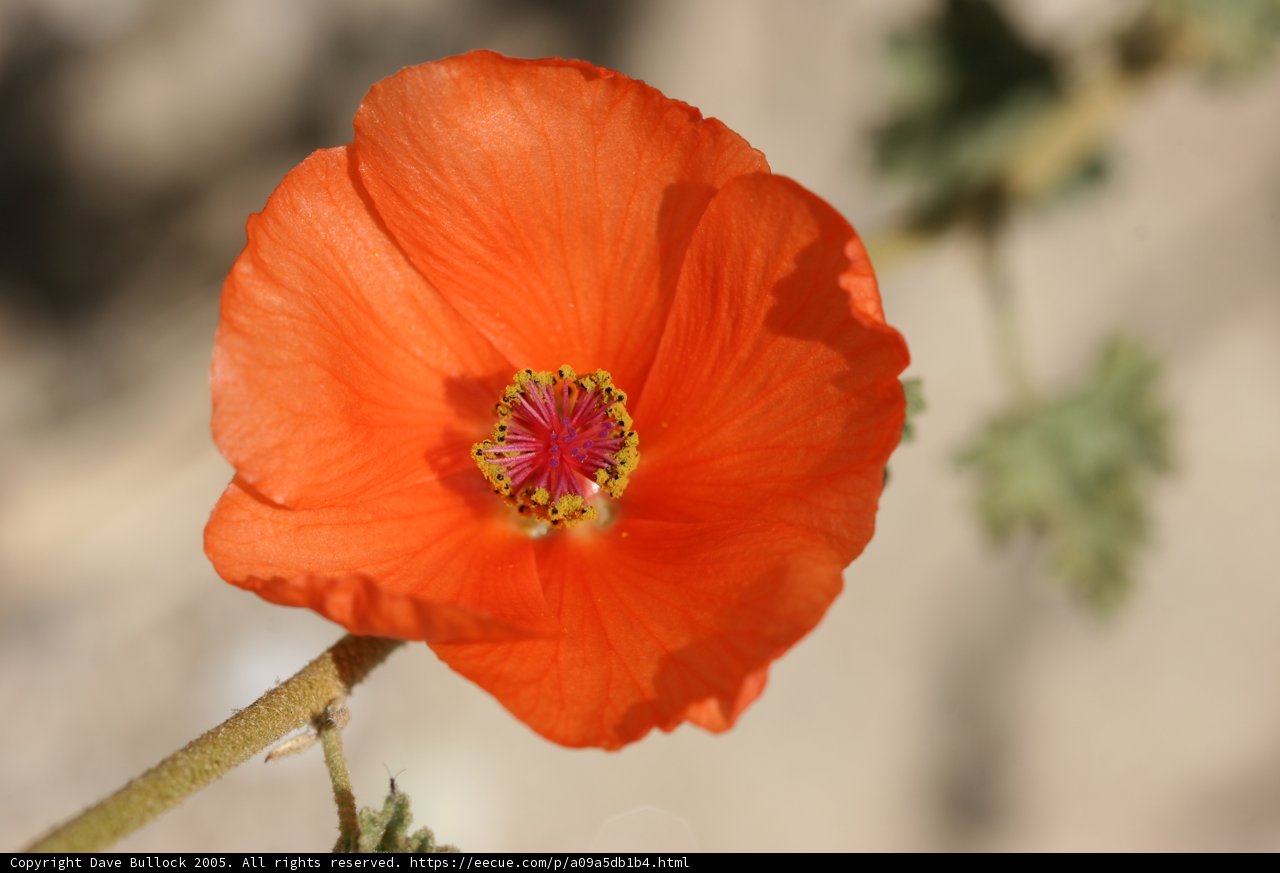 Lone Poppy Blossom