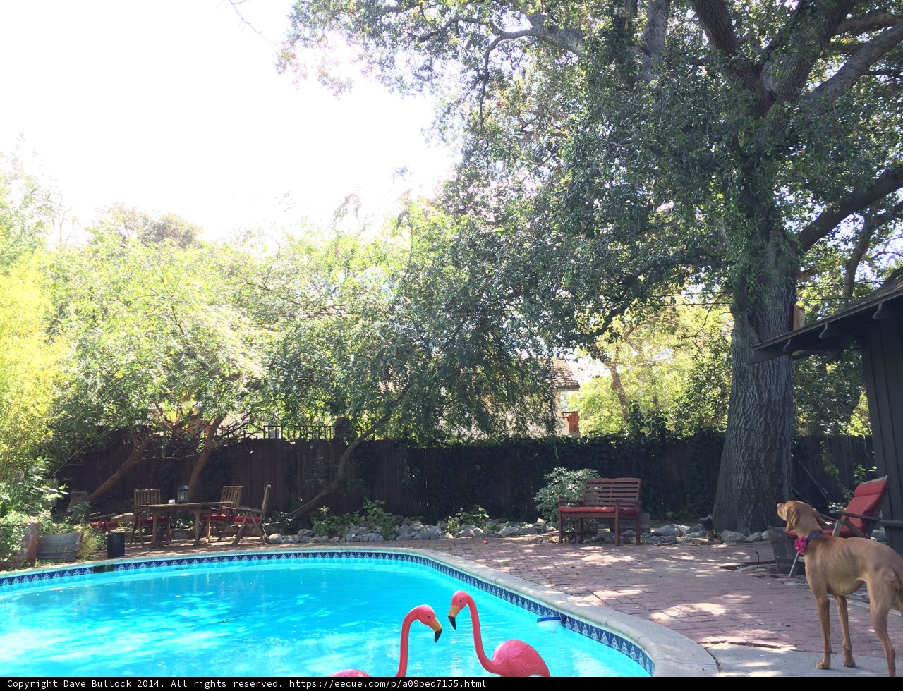 Poolside Pooch with Flamingo Frenzy