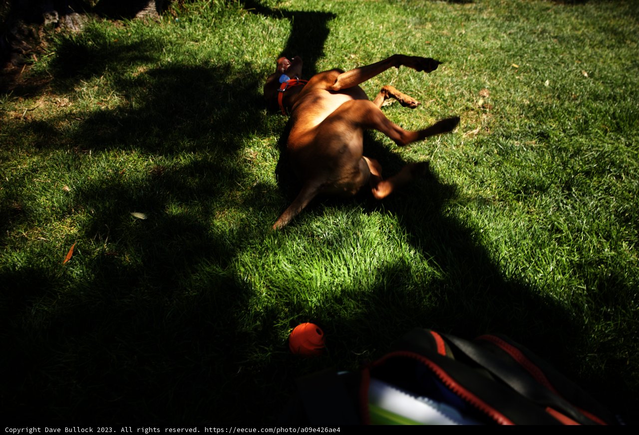 Grassy Frolic: A Dog's Joyful Romp in Dolores Park