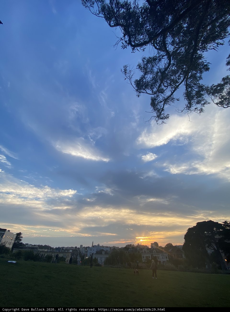City Sunset with Tree Silhouette
