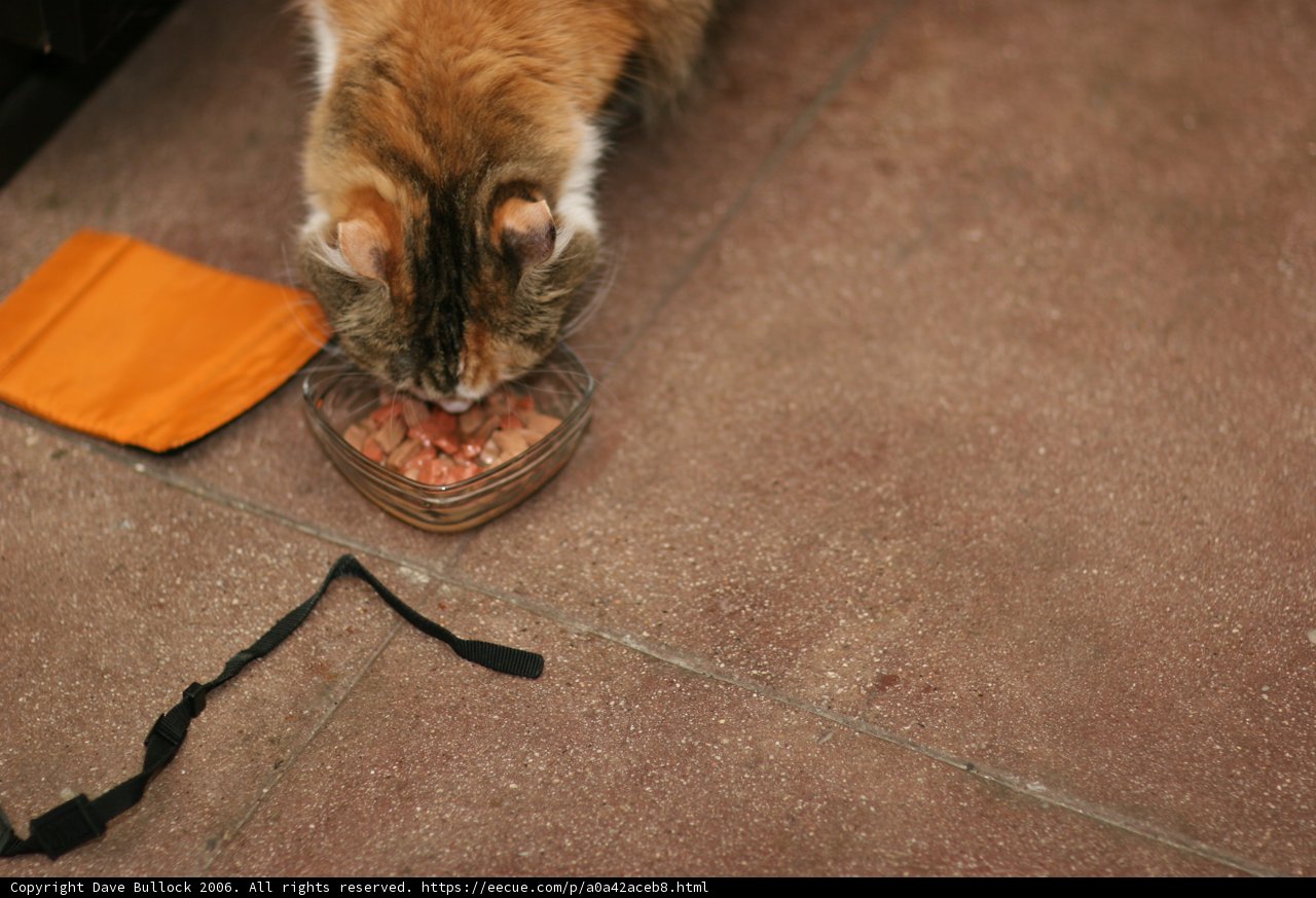 Dinner Time for the Cat