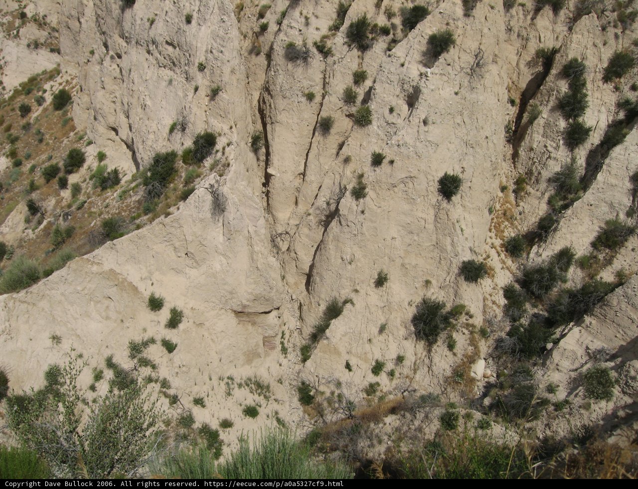 Majestic Cliff with Thriving Trees