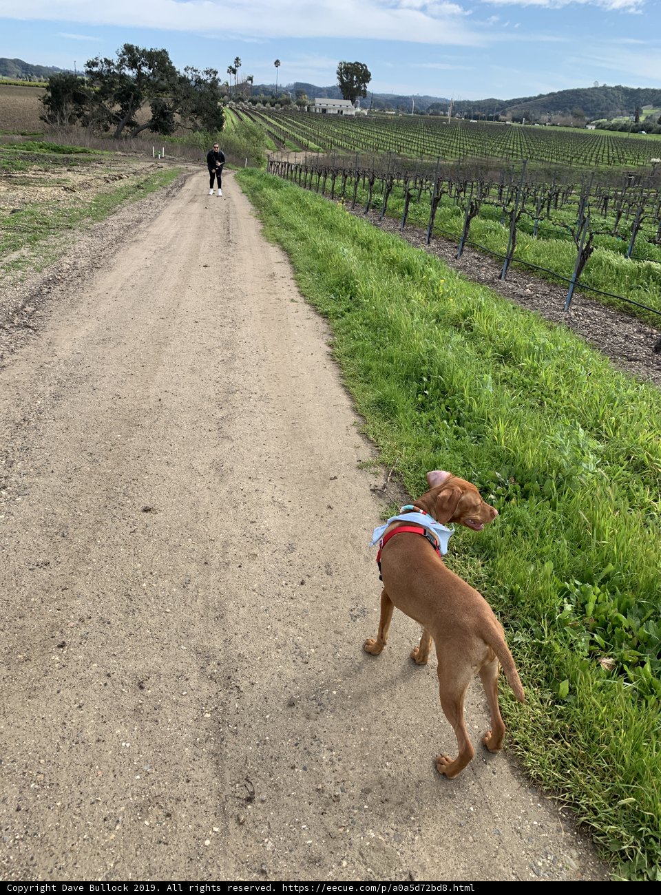 Canine Companion on a Vineyard Path