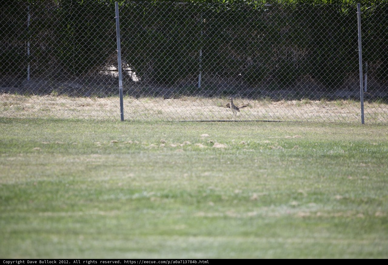 Serene Bird on the Grass in Front of Chain Link Fence