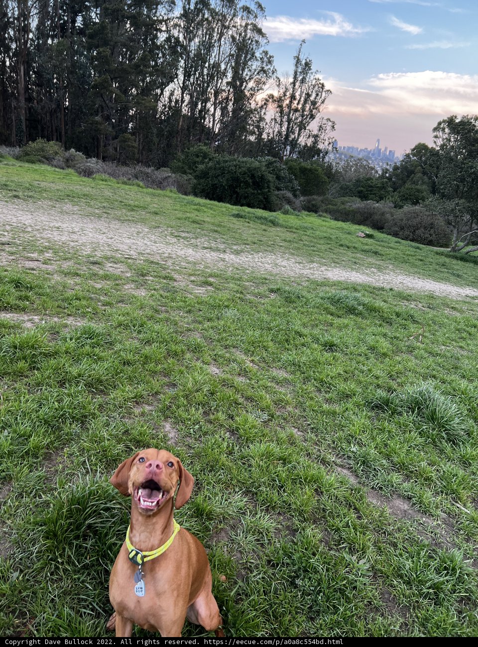 Urban Pup in a Green Oasis