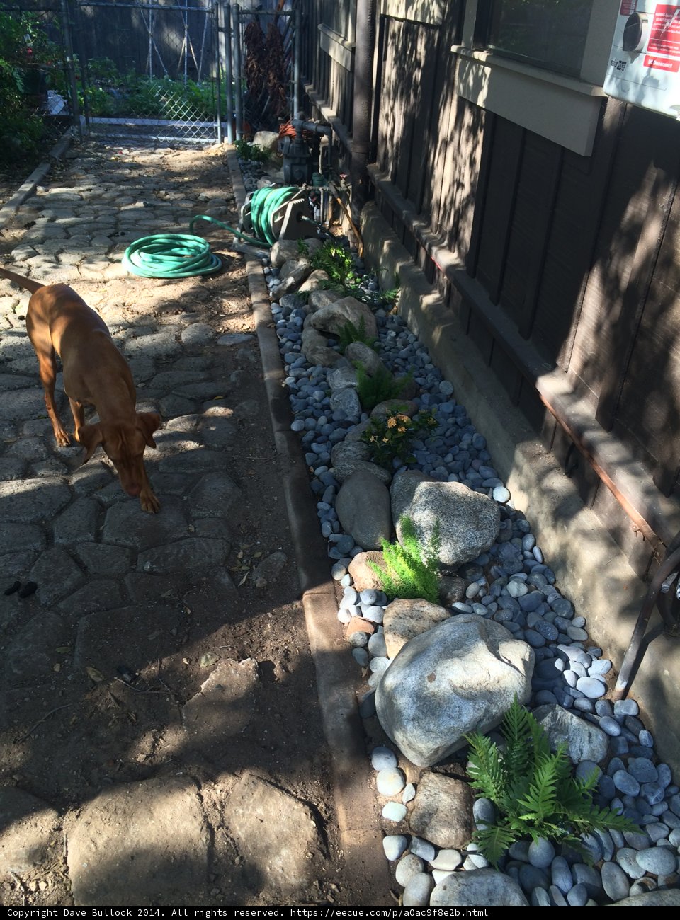 Canine Contemplation