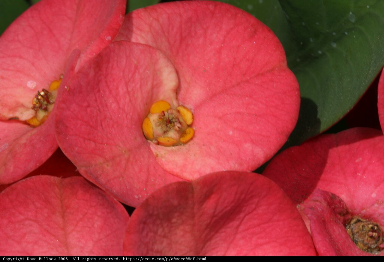 Prettiness in Pink