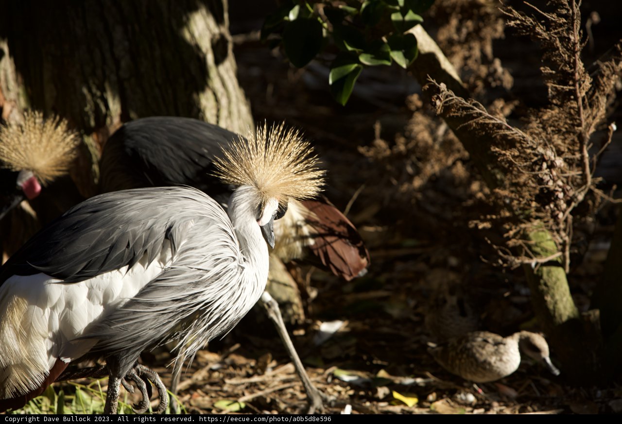 Majestic Elegance Captured at SF Zoo