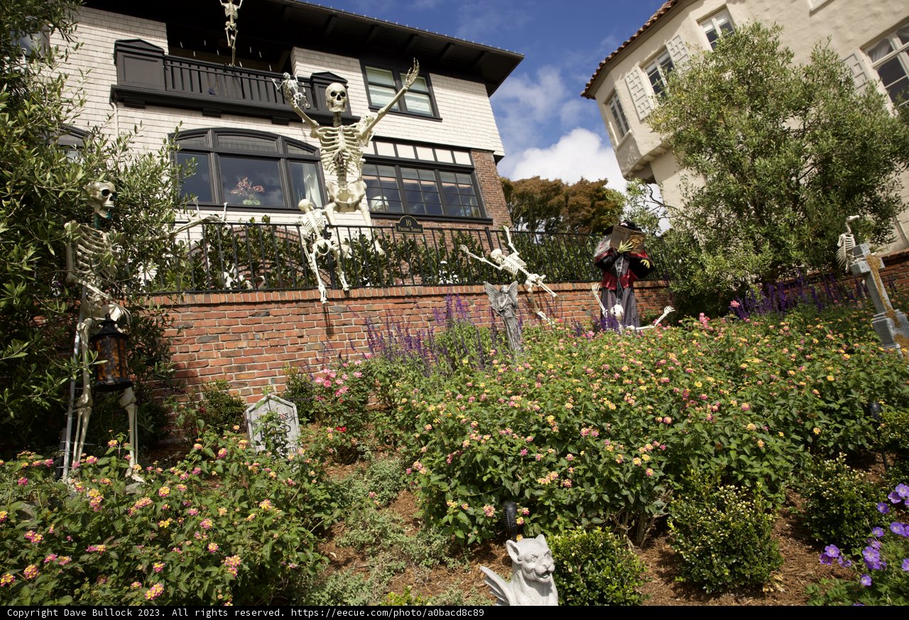 A Spectral Surprise Above the Blooms: Unexpected Elegance in Spooky San Francisco