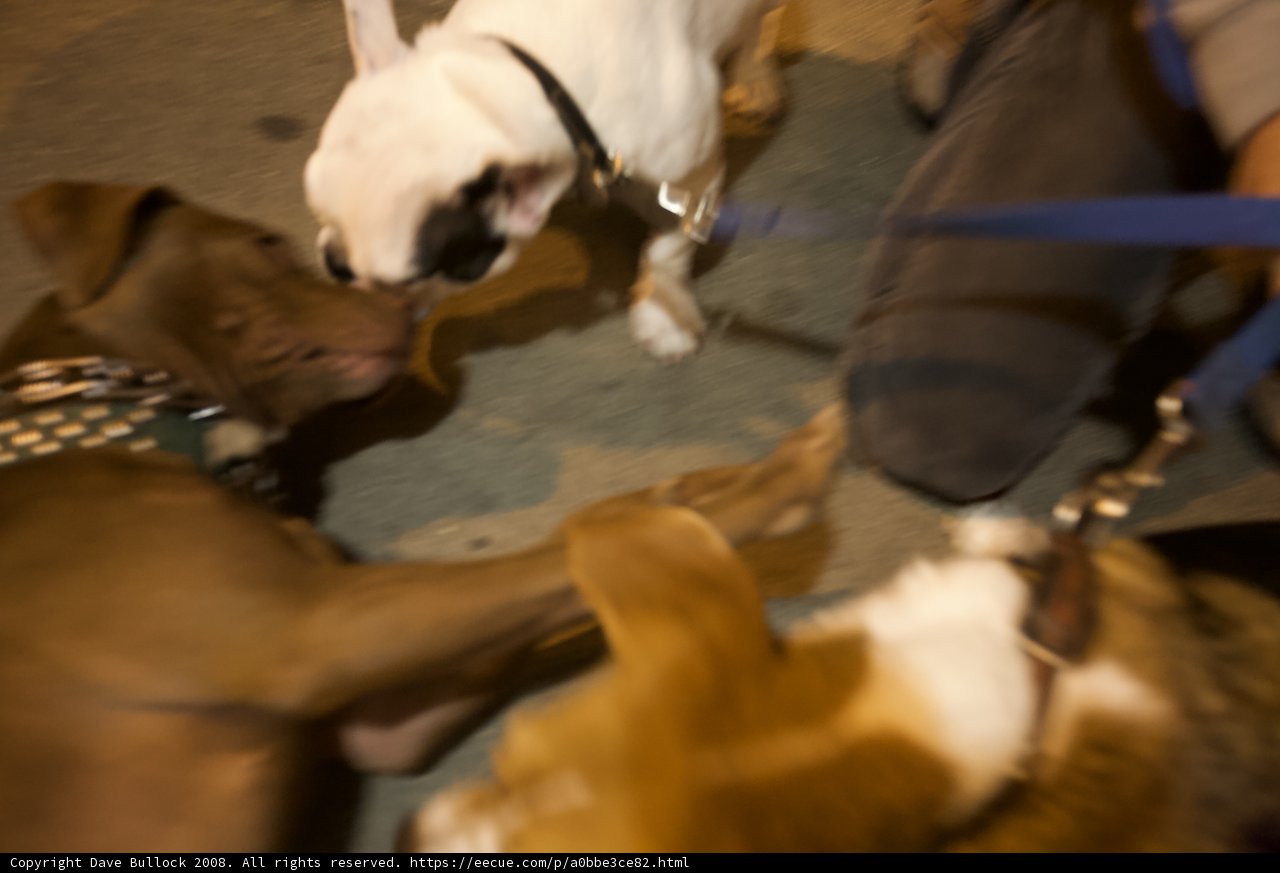 Playful Hounds