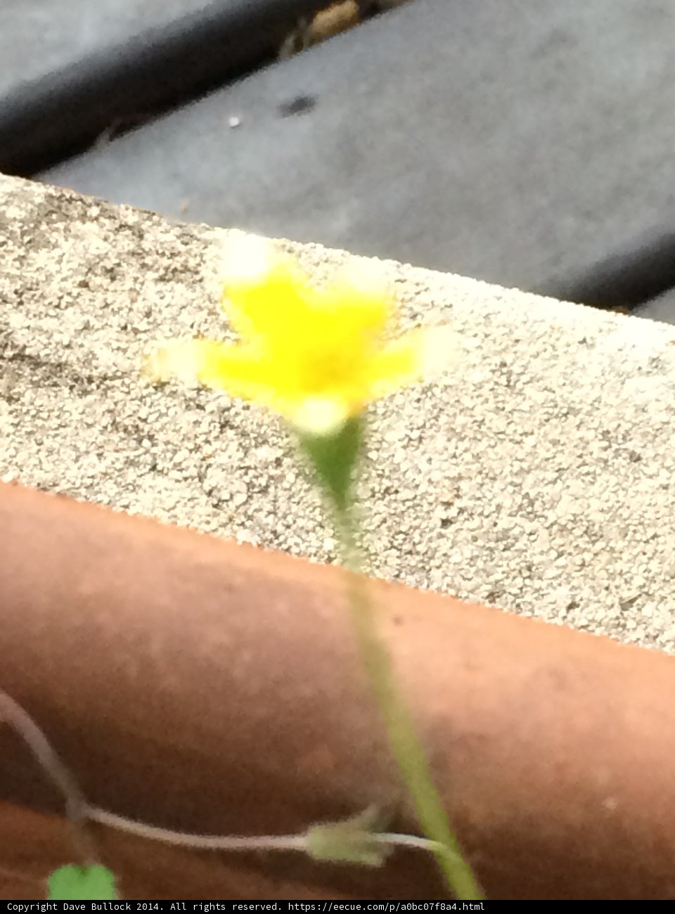 Sunny Bloom Against Concrete