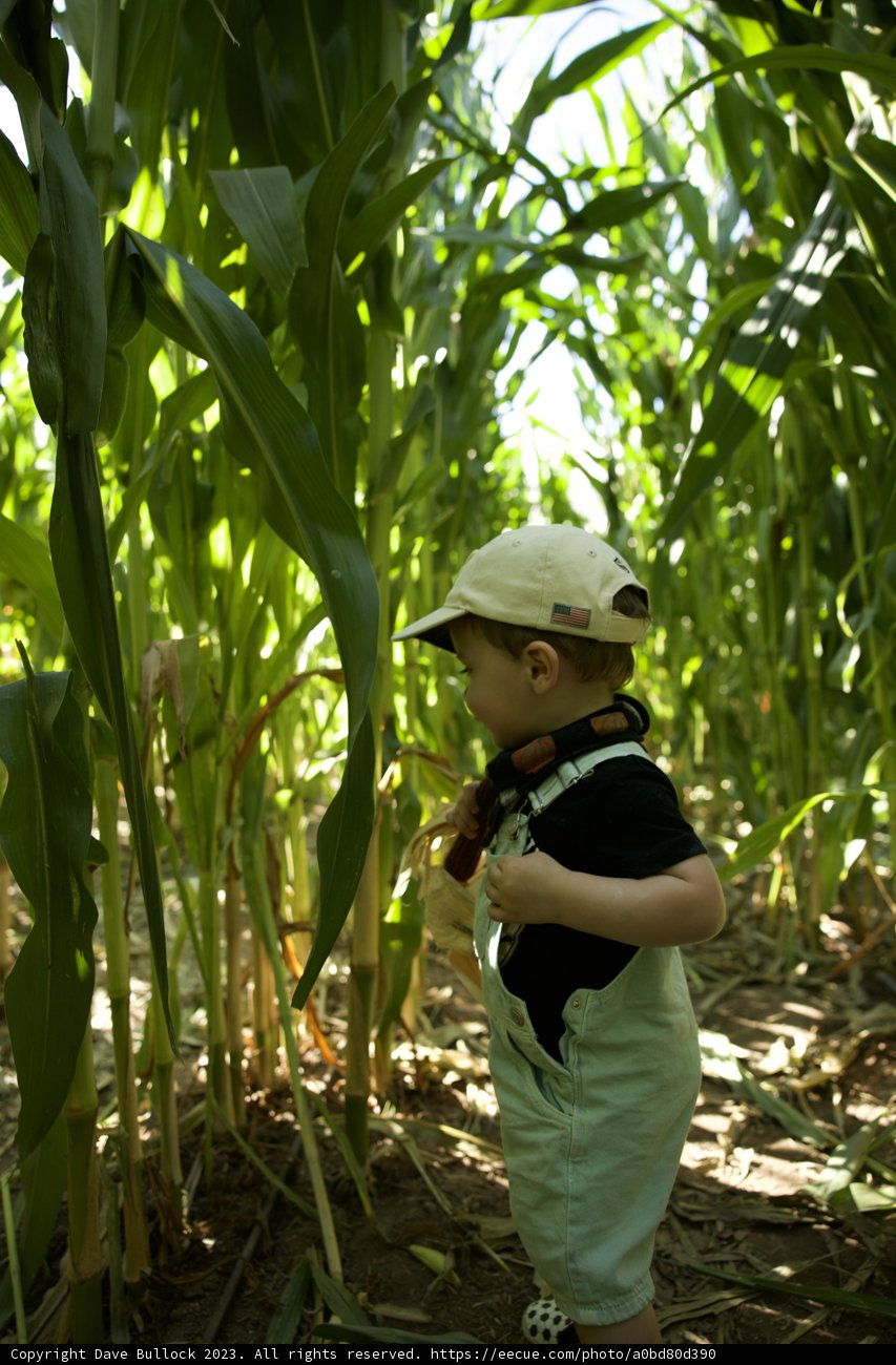 The Young Explorer: An Afternoon in the Cornfield