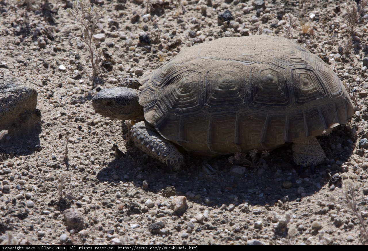Desert Tortoise Takes a Stroll