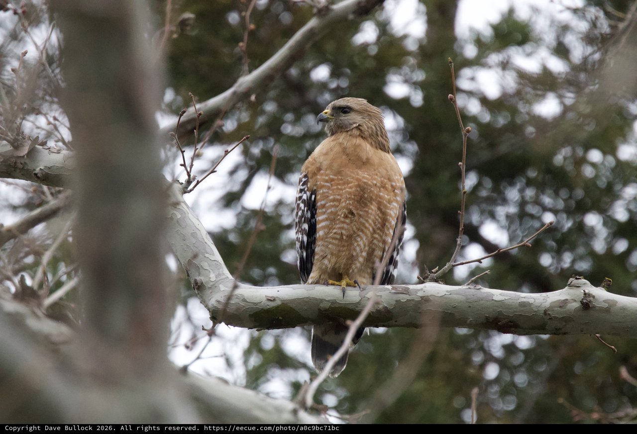 Red-Shouldered Hawk Perched in Winter Tree