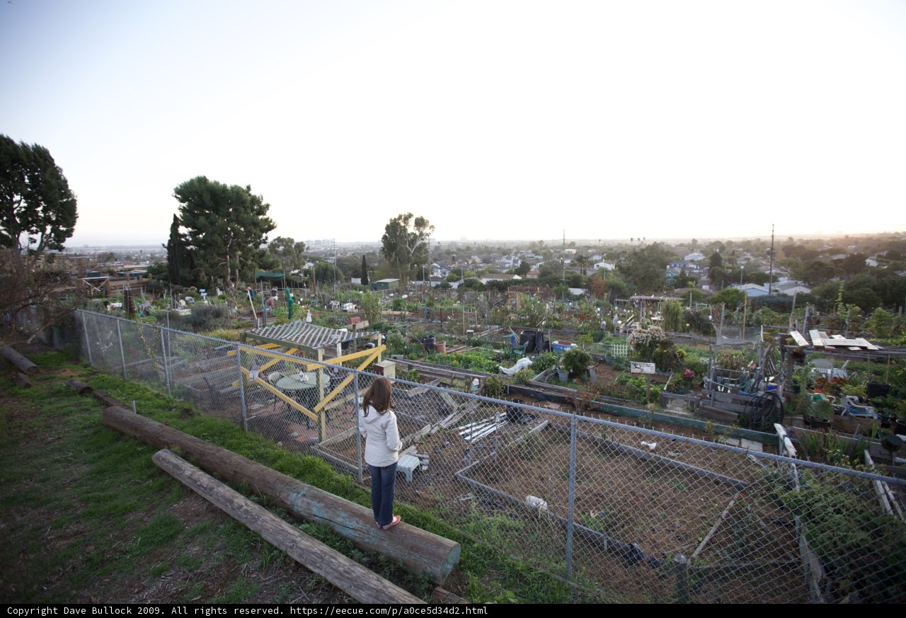 Serene Sunset in the Community Garden