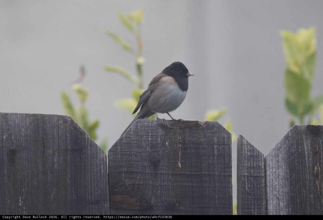 Dark-Eyed Junco Perched on Weathered Garden Fence