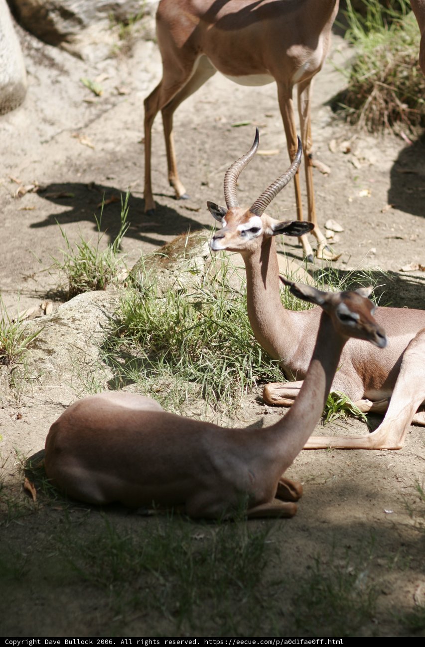 A Herd of Impalas and Antelopes Grazing in the Zoo