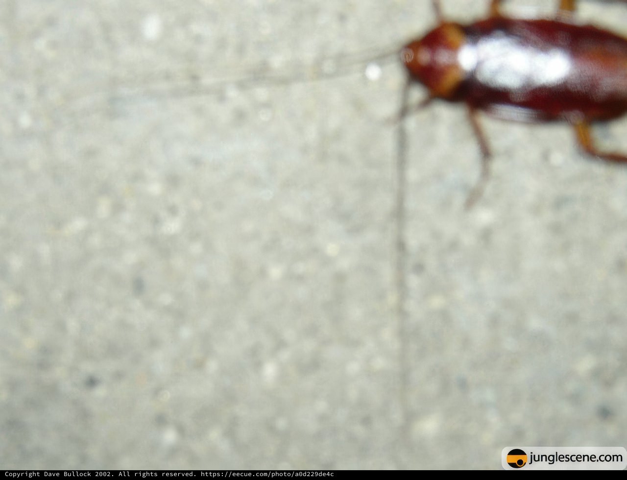 Spread-Legged Cockroach