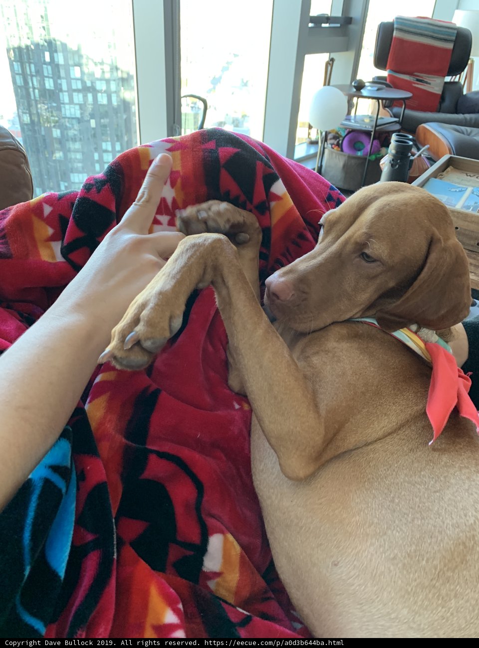 Cozy cuddles with man's best friend