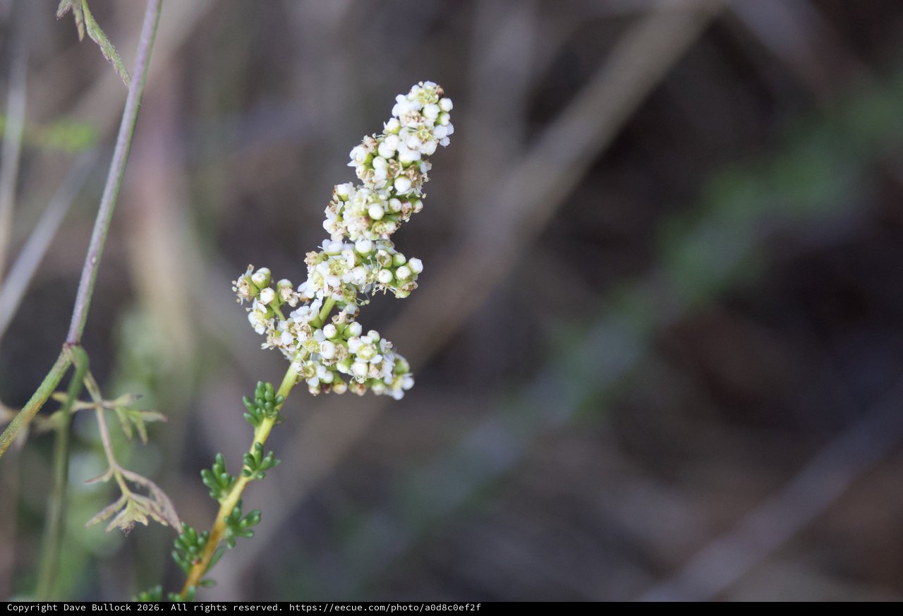 Delicate White Wildflowers Bloom on Mt. Diablo