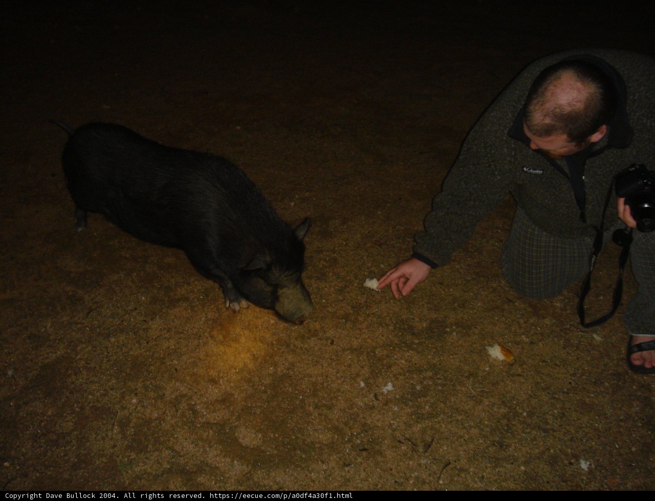 Late-Night Pig Feeding