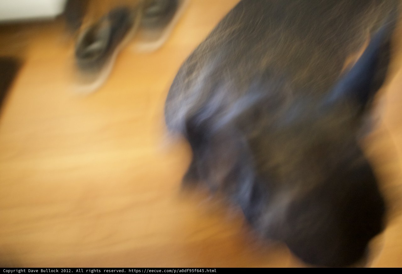 Paws on Hardwood
