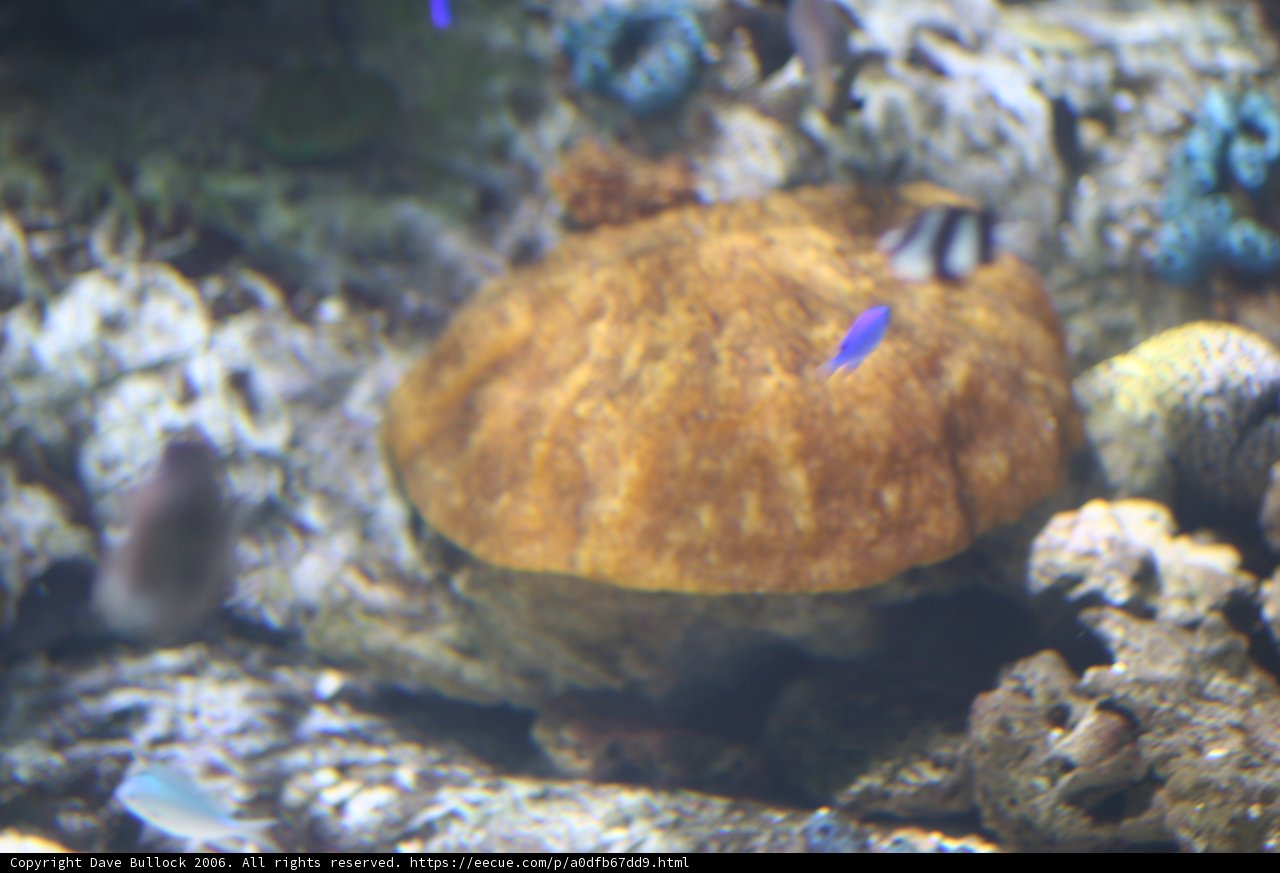 Majestic Orange Sea Urchin