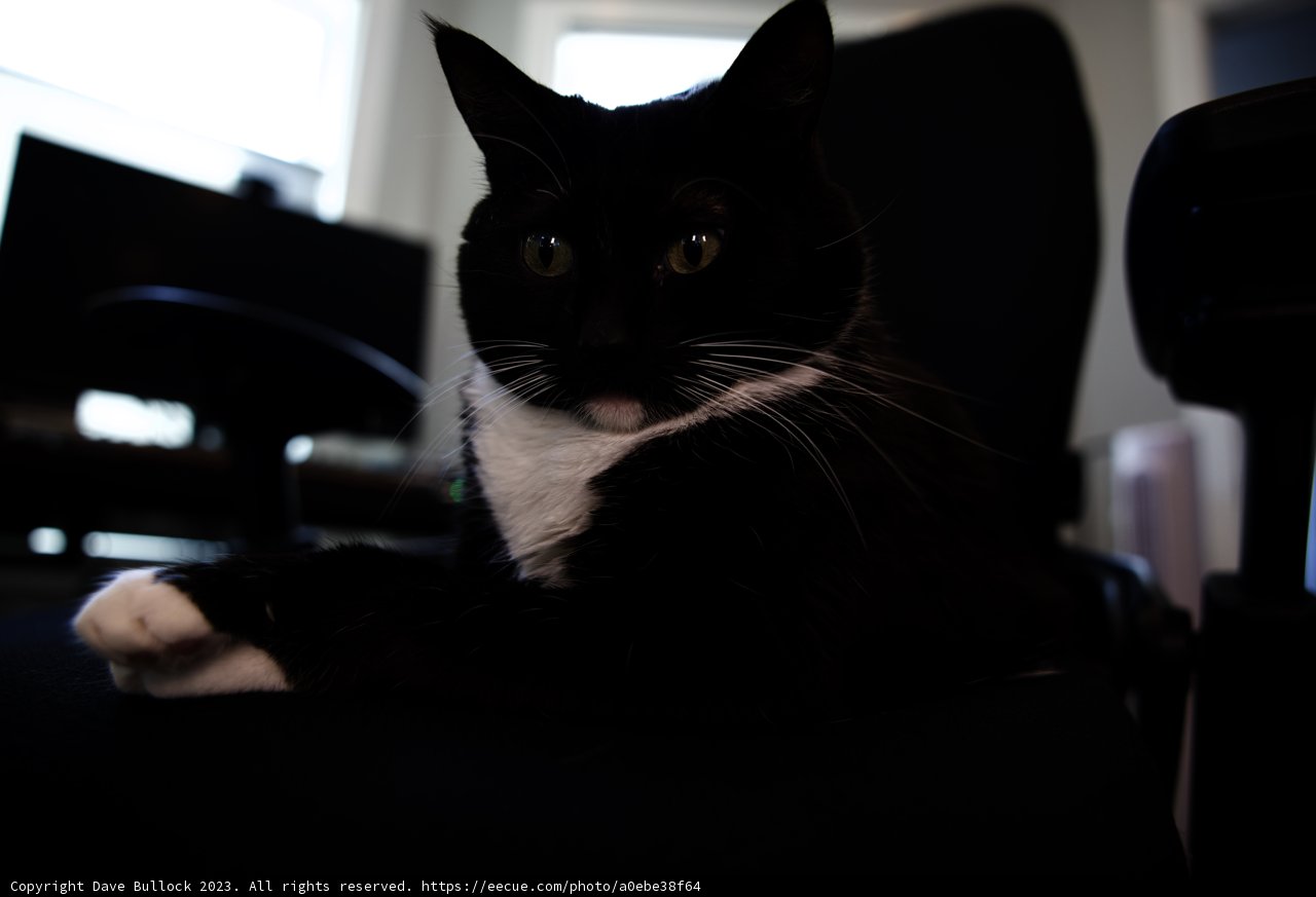 The Monochrome Feline Work Buddy