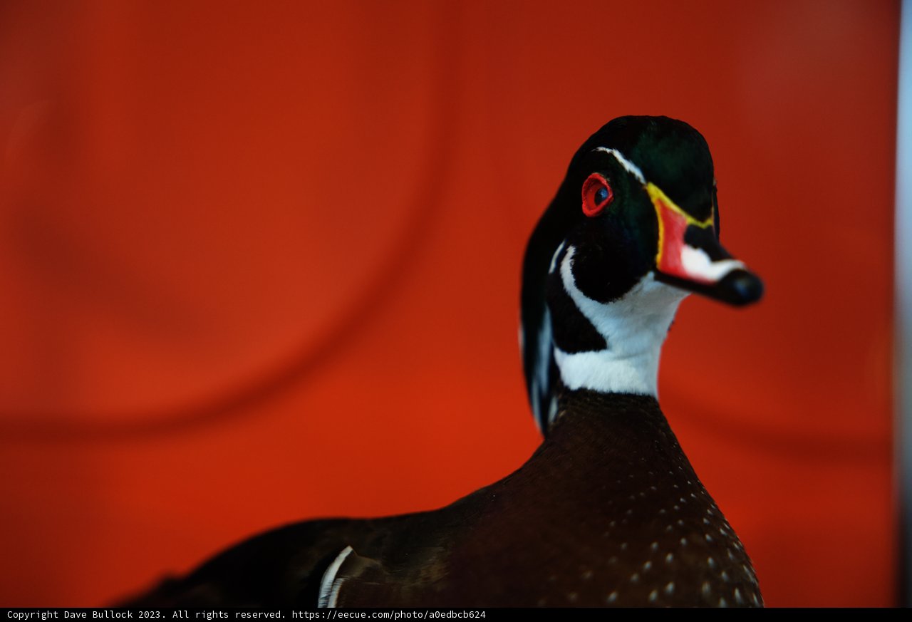 Vibrant Wood Duck Portrait