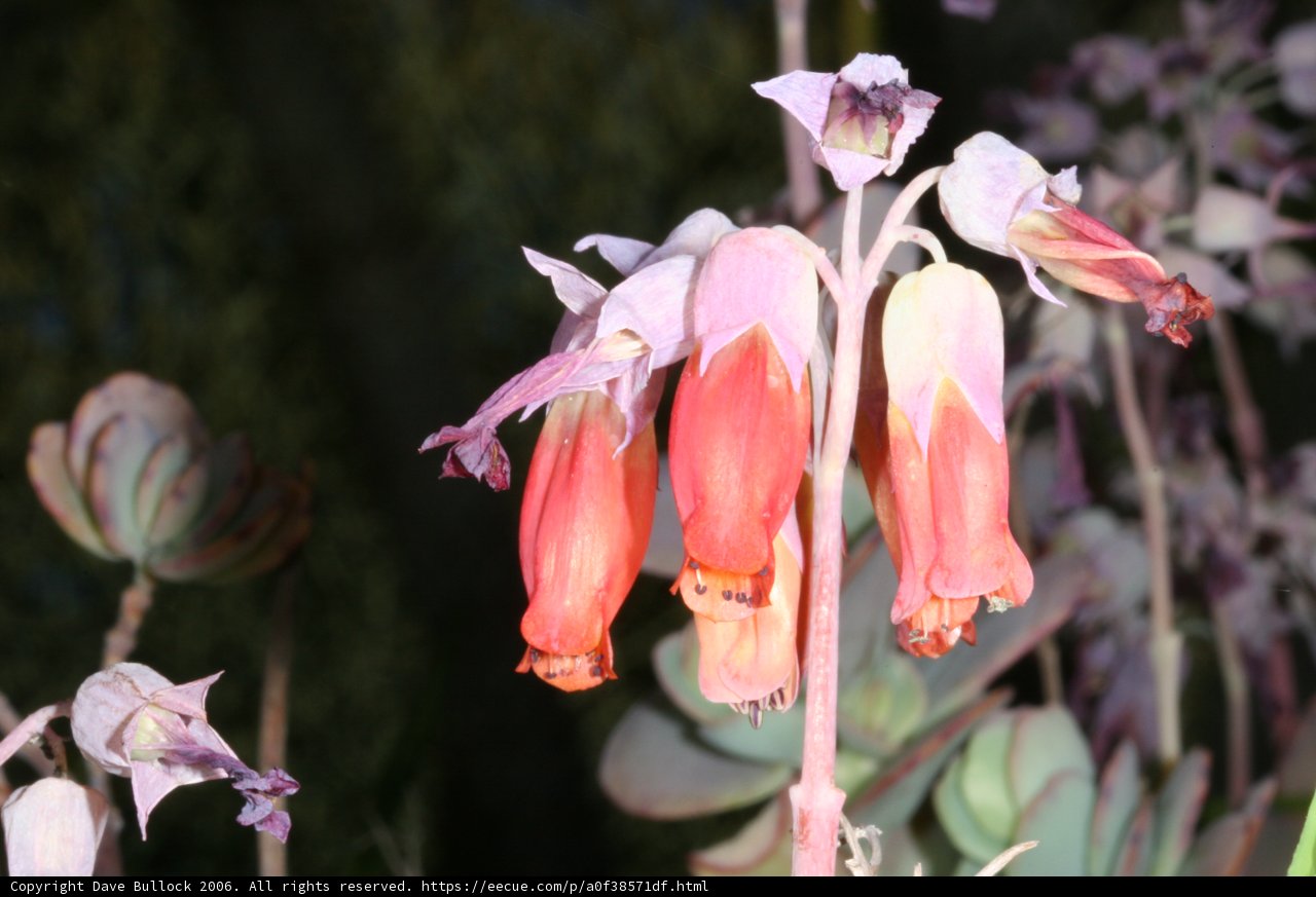 Pink and White Lily Blossom
